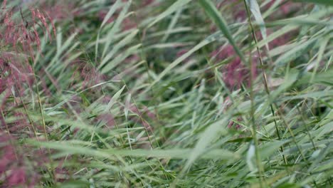 Green-Reeds-Vegetation-Bending-In-Wind-Breeze-In-Lielupe-Riverbank,-Close-up