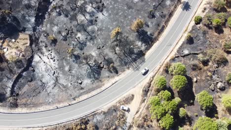 Aerial-shot-of-road-and-car-driving-between-a-burnt-forest