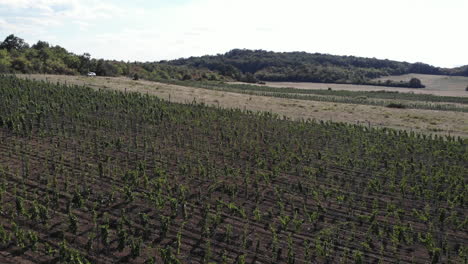 Aerial-shot-over-a-clean-vineyard-with-hills-of-grapes-before-harvest