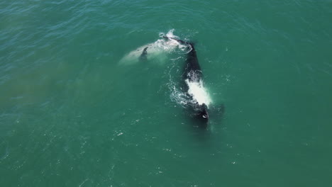 Brindle-whale-calf-next-to-Southern-Right-mom,-aerial-view,-Hermanus
