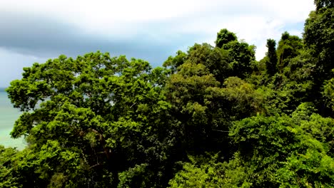 Aufsteigend-über-Den-Dichten-Dschungel-Im-Penang-nationalpark,-Der-Den-Ozean-Enthüllt