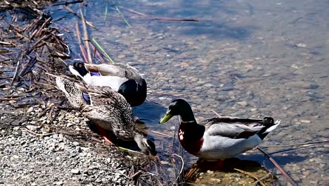 group-of-mallard-ducks-near-the-shore-of-a-lake