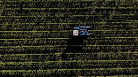 Abstract-aerial-view-of-a-grape-harvest-machine-between-lines
