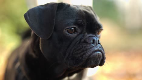 Schwarze-Französische-Bulldogge-Mit-Herabhängenden-Ohren,-Die-Die-Kamera-Aus-Nächster-Nähe-Betrachten