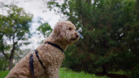 Golden-Doodle-dog-in-harness-catching-food-in-slow-motion,-side-view