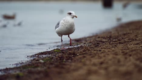 Seagull-bird-walking-on-wet-sand-along-North-Sea-in-slow-motion