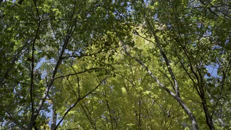 Schöne-4k-aufnahme-Von-Grünen-Und-Gelben-Blättern,-Die-Im-Wind-Entlang-Des-Naturlehrpfads-In-Der-Wolcott-mühle-In-Michigan-Wehen