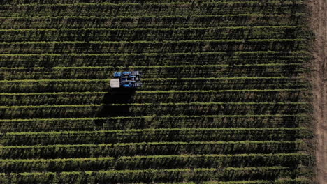 Aerial-top-view-of-grape-harvest-machine-harvesting-on-symmetric-lines