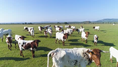 Aerial-flyover-of-a-herd-of-brown-and-white-cows-in-a-green-meadow