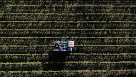 Tracking-shot-of-a-grape-harvest-machine-top-view-between-the-lines