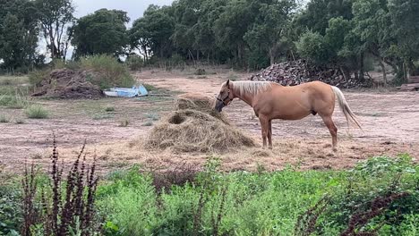 Beautiful-brown-horse-with-blond-mane-eating-hay-in-rural-landscape
