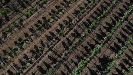Aerial-shot-flying-over-a-vineyard,-as-grape-plantation-casting-abstract-shadows-on-the-ground