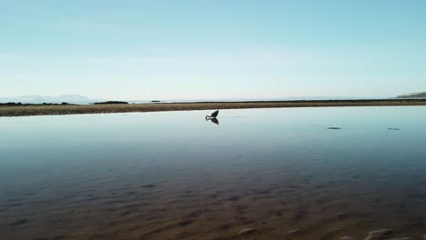 Un-Cisne-Parado-Y-Caminando-Aislado-En-Una-Playa