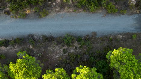 Top-Down-View-Of-Dirt-Road-In-Umbrella-Pine-Forest-Near-El-Rompido,-Spain---drone-shot