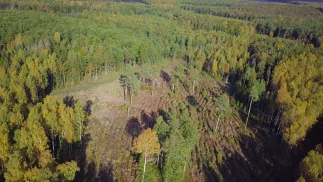 Early-autumn-in-forest,-aerial-top-view,-mixed-forest,-green-conifers,-deciduous-trees-with-yellow-leaves,-fall-colors-woodland,-nordic-forest-landscape,-wide-angle-establishing-shot-moving-backward