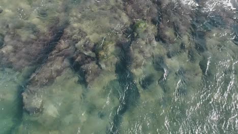 Hawaii-Grüne-Meeresschildkröten,-Die-Die-Wellen-In-Maui-Surfen