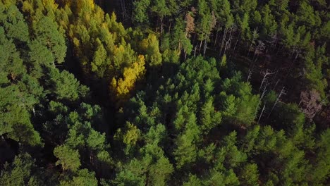 Early-autumn-in-forest,-aerial-top-view,-mixed-forest,-green-conifers,-deciduous-trees-with-yellow-leaves,-fall-colors-woodland,-nordic-forest-landscape,-wide-angle-birdseye-shot-moving-forward