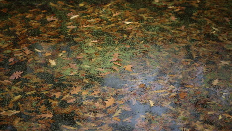 Braune-Amerikanische-Eichenblätter,-Die-Auf-Dem-Wasser-Schwimmen