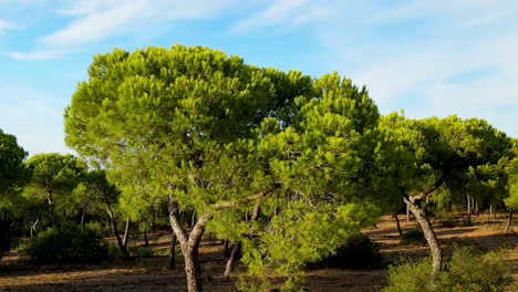 Parasol-Pine-Forest-In-El-Rompido,-Spain---Drone-Flying-Slowly-Towards-The-Tree