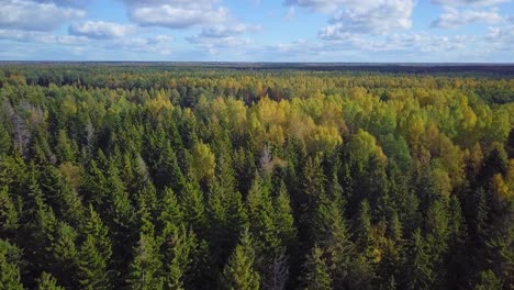 Early-autumn-in-forest,-aerial-top-view,-mixed-forest,-green-conifers,-deciduous-trees-with-yellow-leaves,-fall-colors-countryside-woodland,-nordic-forest-landscape,-wide-angle-establishing-shot