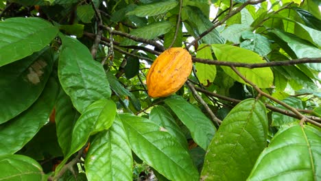 Panoramic-view-of-ripe-cacao-berries-on-the-cacao-tree