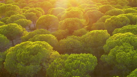 Hellgrünes-Laub-Von-Schirmkiefern-Bei-Sonnenuntergang-In-El-Rompido,-Spanien---Luftdrohnenaufnahme