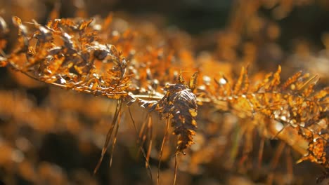 Yellowed-dry-fern-leaves-swaying-in-wind,-pine-tree-forest-in-autumn,-autumn-natural-concept,-shallow-depth-of-field,-mystical-forest-background,-handheld-closeup-shot