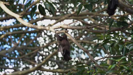 Wild-black-flying-fox,-hanging-upside-down-holding-on-to-a-tree,-roosting-in-the-tree-canopy