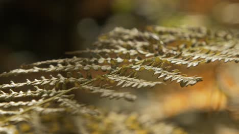 Yellowed-dry-fern-leaves-swaying-in-wind,-pine-tree-forest-in-autumn,-autumn-natural-concept,-shallow-depth-of-field,-mystical-forest-background,-handheld-closeup-shot