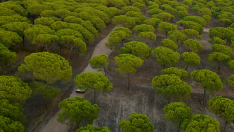 Vehicle-Driving-On-The-Dirt-Road-In-Middle-Of-Lush-Stone-Pine-Trees-In-The-Forest-In-El-Rompido,-Spain---aerial-drone-shot