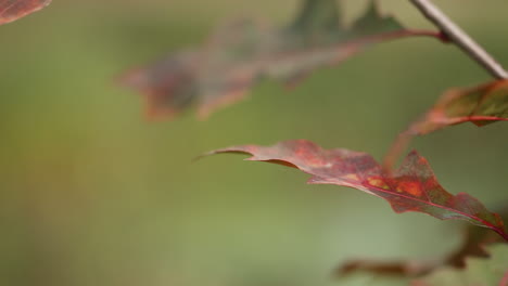 Closeup-of-brown-American-Oak-Leaf,-filmed-in-Fall