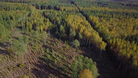 Early-autumn-in-forest,-aerial-top-view,-mixed-forest,-green-conifers,-deciduous-trees-with-yellow-leaves,-fall-colors-woodland,-nordic-forest-landscape,-wide-angle-birdseye-shot-moving-backward