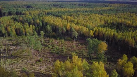 Early-autumn-in-forest,-aerial-top-view,-mixed-forest,-green-conifers,-deciduous-trees-with-yellow-leaves,-fall-colors-countryside-woodland,-nordic-forest-landscape,-wide-angle-establishing-shot