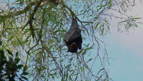 Wild-black-flying-fox,-native-to-Australia,-hanging-upside-down-holding-on-to-a-tree,-roosting-in-the-tree-canopy-against-blue-sky,-close-up-shot
