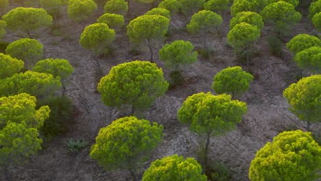 Stone-Pine-Forest-In-El-Rompido,-Spain-At-Sunset---drone-shot