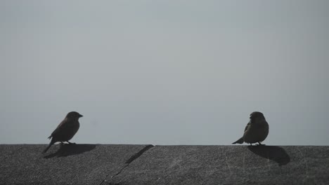 Close-up-shot-of-two-black-Capped-Chickadees-Sitting-on-the-ledge-before-flying-away-at-daytime