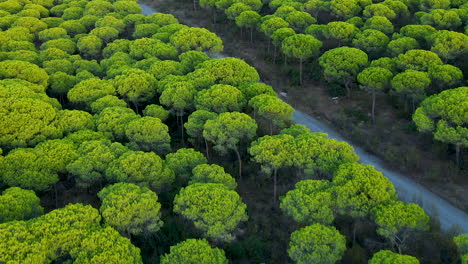 Umbrella-Pine-Trees-With-Bright-Green-Foliage-In-A-Nature-Reserve-Near-El-Rompido,-Spain---aerial-drone-shot