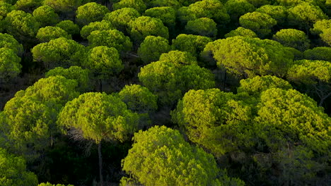 Langsamer-Vogelblick-Aus-Der-Luft-Auf-Eine-üppig-Grün-Gefärbte-Pinienplantage,-Die-Von-Der-Sonne-In-Spanien-Beleuchtet-Wird