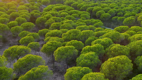 Pinus-Pinea-árboles-Que-Crecen-En-El-Exuberante-Bosque-De-El-Rompido,-España---Toma-Aérea-De-Drones