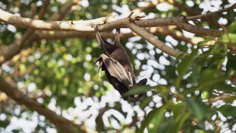Fruit-bat,-wild-black-flying-fox,-native-to-Australia,-hanging-upside-down-holding-on-to-a-tree,-turning,-twisting-and-wondering-around-its-surrounding,-roosting-in-the-tree-canopy,-close-up-shot