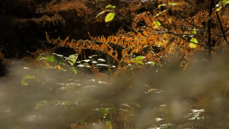 Yellowed-dry-fern-leaves-swaying-in-wind,-pine-tree-forest-in-autumn,-autumn-natural-concept,-shallow-depth-of-field,-mystical-forest-background,-distant-handheld-medium-shot
