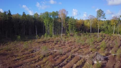 Early-autumn-in-forest,-establishing-aerial-view,-mixed-forest,-green-conifers,-deciduous-trees-with-yellow-leaves,-fall-colors-countryside-woodland,-nordic-forest-landscape,-wide-ascending-drone-shot
