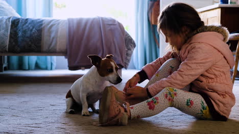 Profile-shot-of-child-tying-shoe-laces,-cute-pet-Jack-Russell-sits-on-hind-legs