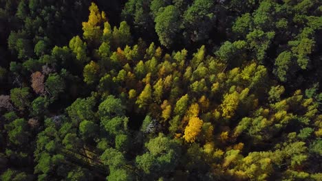 Early-autumn-in-forest,-aerial-top-view,-mixed-forest,-green-conifers,-deciduous-trees-with-yellow-leaves,-fall-colors-woodland,-nordic-forest-landscape,-wide-angle-birdseye-shot-moving-forward