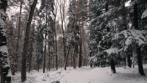 Schöne-Winterwaldschneeszene-Mit-Tiefem-Schnee