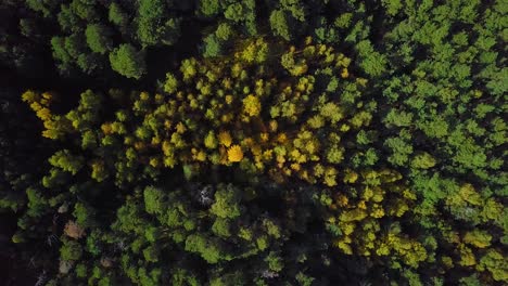 Early-autumn-in-forest,-aerial-top-view,-mixed-forest,-green-conifers,-deciduous-trees-with-yellow-leaves,-fall-colors-woodland,-nordic-forest-landscape,-wide-angle-establishing-shot-dolly-left