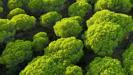 Dense-Treetops-Of-Stone-Pine-In-Lush-Forest-Of-El-Rompido,-Spain---aerial-drone-shot