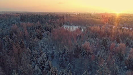 Snowy-forest-and-sunset-in-background-with-sun-flare
