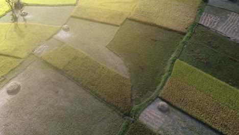 Fliegen-über-Die-Gelben-Reisterrassen-An-Den-Hängen-Der-Hügel-In-Nepal