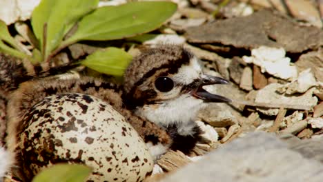 A-small-kildeer-chick-is-calling-its-parents